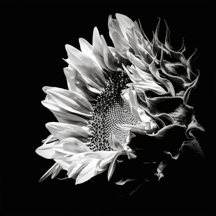Photography titled "Girasole" by Anna Sowinska, Original Artwork, Digital Photography