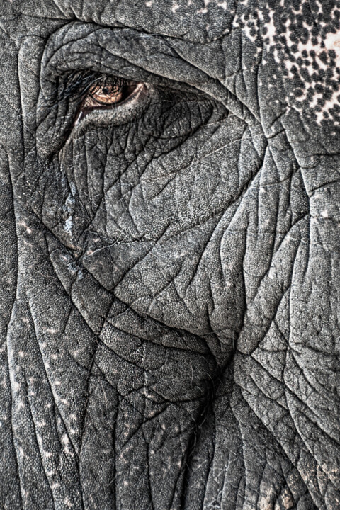 제목이 "Elephant"인 디지털 아트 Anna Sowinska로, 원작, 디지털