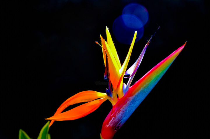 Photographie intitulée "Exotic flower" par Anna Sowinska, Œuvre d'art originale, Photographie numérique