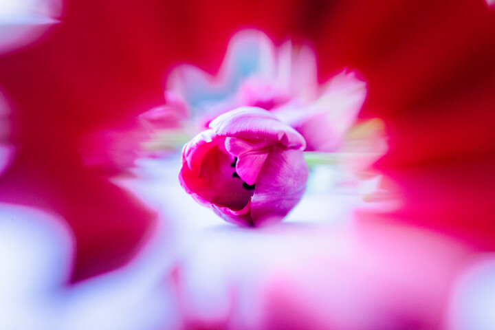 摄影 标题为“Tulip” 由Anna Sowinska, 原创艺术品, 数码摄影