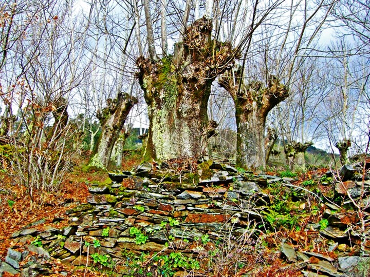 Fotografía titulada "Folgoso del Caurel…" por Arturo Carrión, Obra de arte original