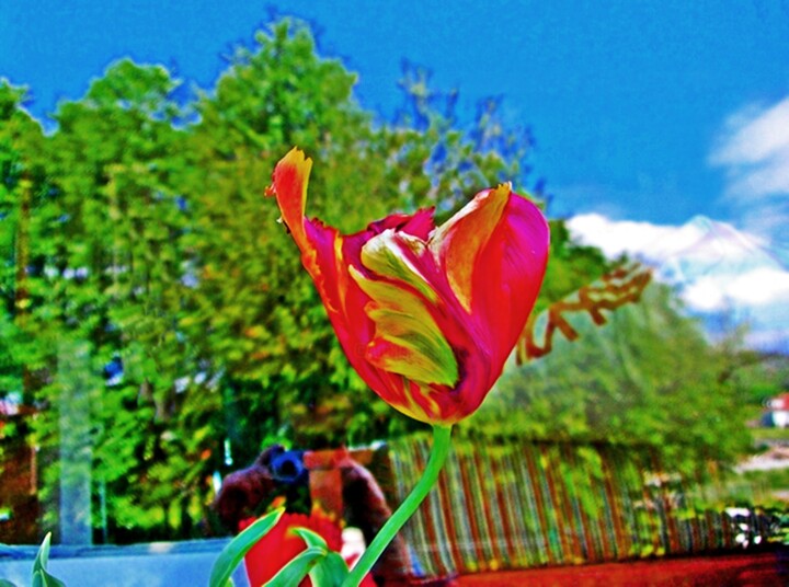 Fotografía titulada "Roja flor" por Arturo Carrión, Obra de arte original