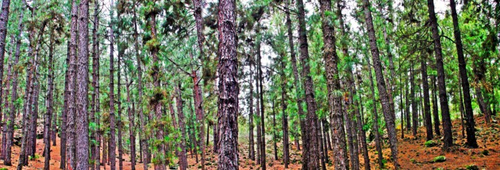 Photography titled "La Orotava" by Arturo Carrión, Original Artwork