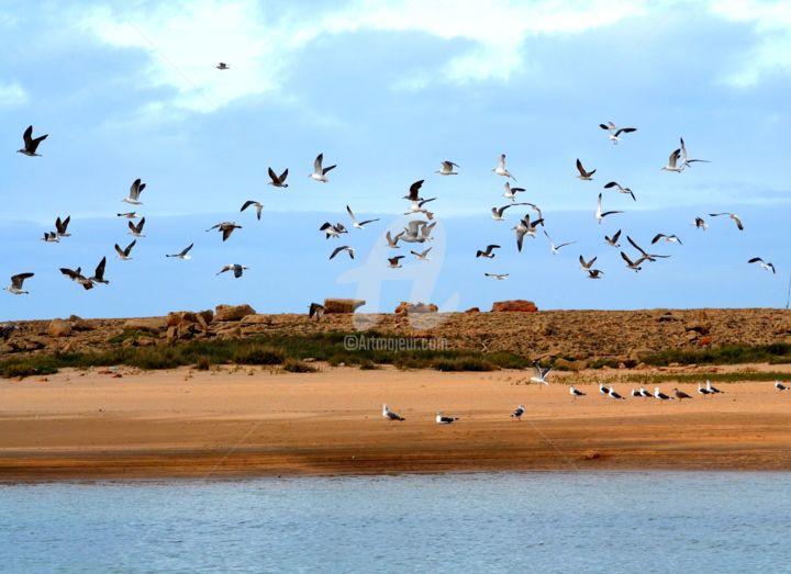 Fotografia intitolato "Flying gulls" da Asmaâ Ouassou, Opera d'arte originale