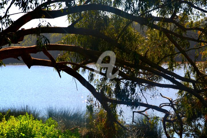 Фотография под названием "Branches over lake" - Asmaâ Ouassou, Подлинное произведение искусства