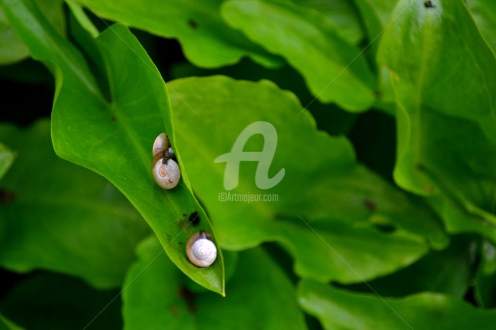 Fotografia intitolato "Snails on leaf" da Asmaâ Ouassou, Opera d'arte originale