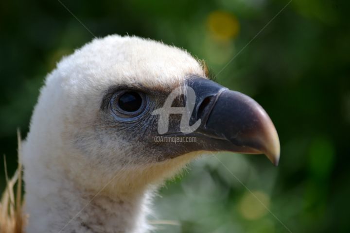 Фотография под названием "Griffon Vulture" - Asmaâ Ouassou, Подлинное произведение искусства