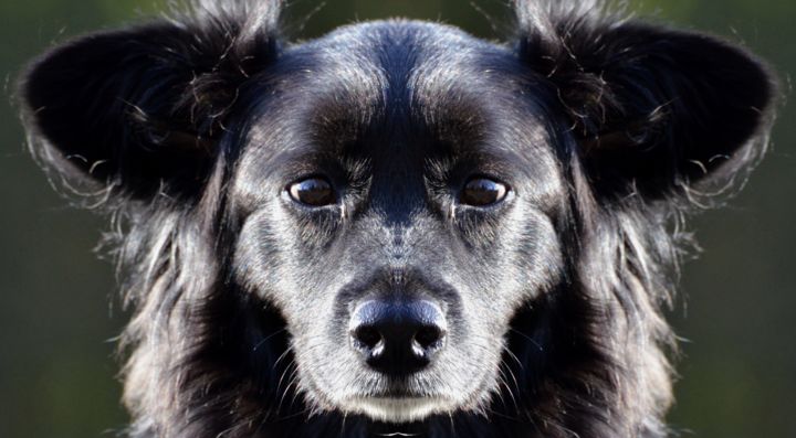 Fotografie mit dem Titel "Berlin Black Dog Im…" von Alfred Georg Sonsalla, Original-Kunstwerk, Digitale Fotografie