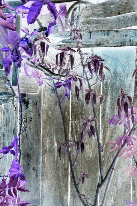 Digital Arts titled "Nov19 series- 3F4A0…" by Assis De Mello, Original Art, 2D Digital Work