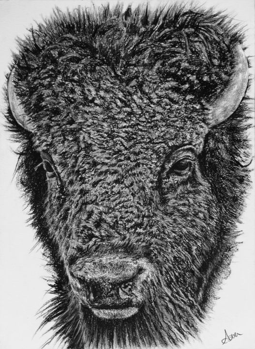 图画 标题为“Bison #2” 由Astra, 原创艺术品, 木炭