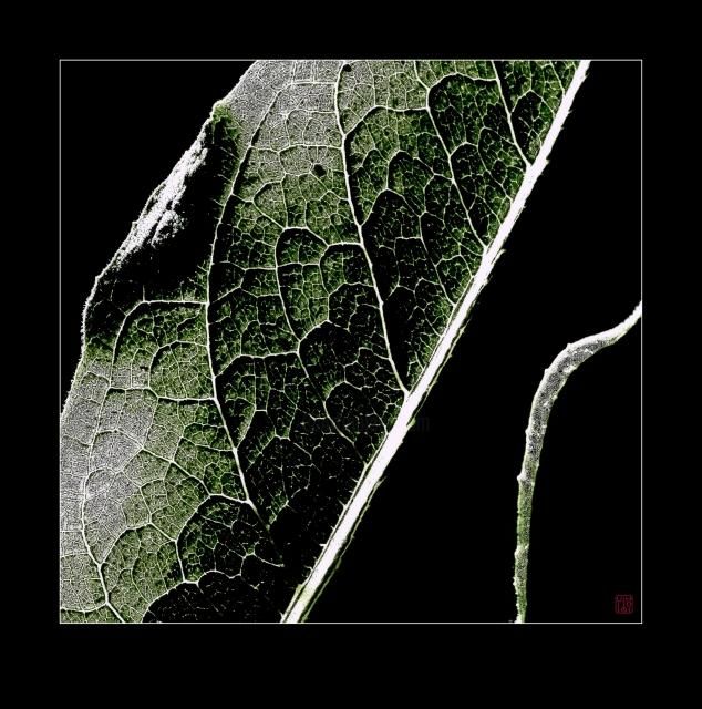 Фотография под названием "Leaves 4" - Alexander Svetlov, Подлинное произведение искусства