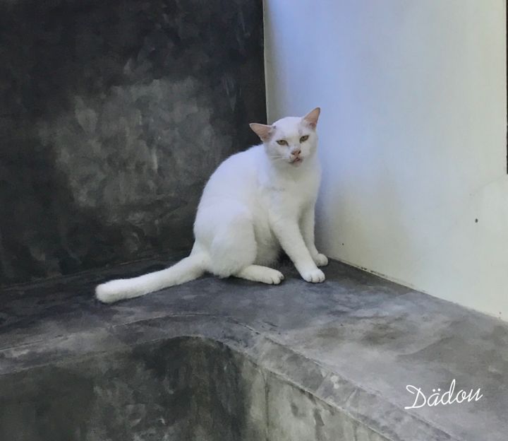 Фотография под названием "white cat" - Dädou, Подлинное произведение искусства