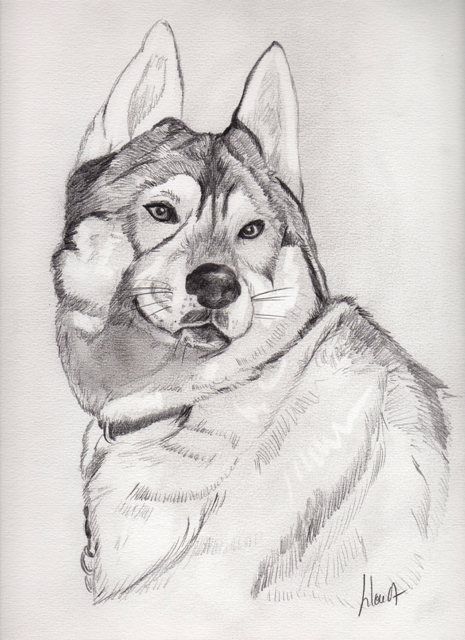  Siberian Husky, Dibujo por Lilou