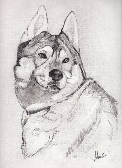 Dessin intitulée "SIBERIAN HUSKY" par Lilou, Œuvre d'art originale, Autre