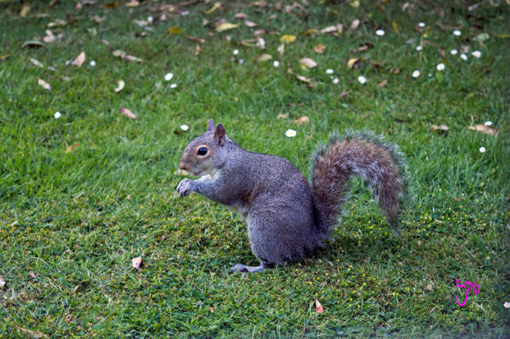 Ecureuil Photography By Atelier Lumiere D Automne Artmajeur