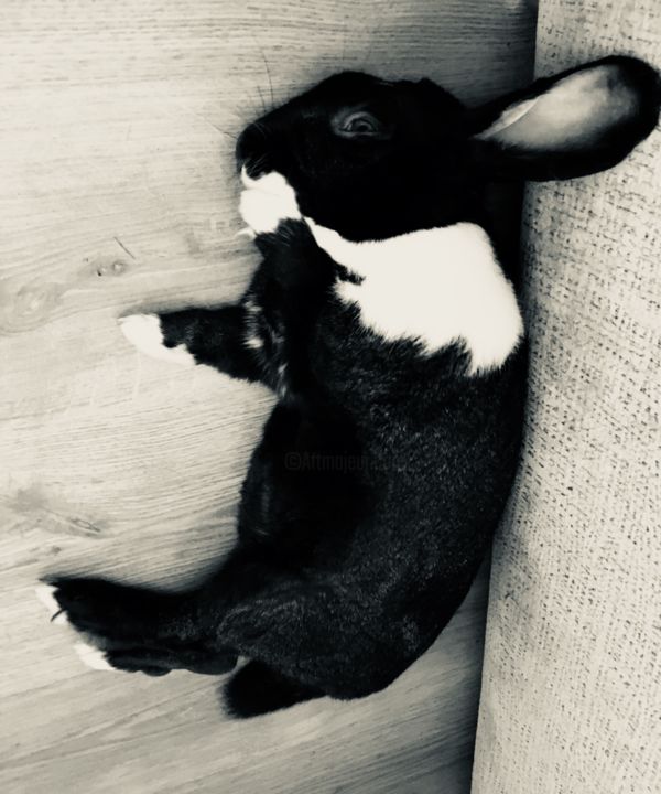 Фотография под названием "Fluffy bunny" - Ath, Подлинное произведение искусства
