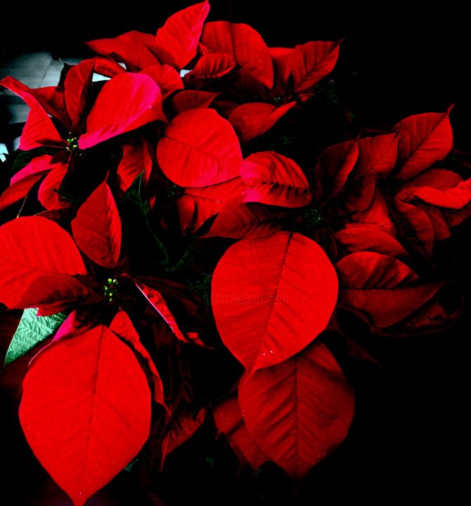 Photographie intitulée "Flor de navidad" par Ath, Œuvre d'art originale, Photographie manipulée