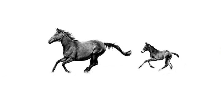 Photography titled "PREMIER GALOP" by Atrayoux, Original Artwork, Digital Photography Mounted on Other rigid panel