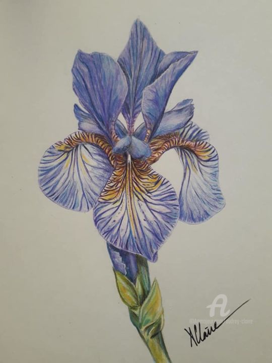 Dessin intitulée "iris" par Audrey Claire, Œuvre d'art originale, Crayon