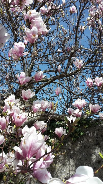 Фотография под названием "Fleurs de cerisier" - Aurelie Luthi, Подлинное произведение искусства