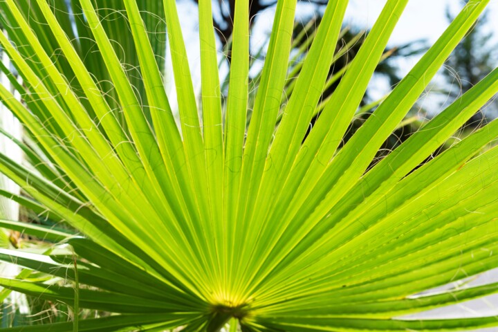 Photography titled "Feuille de Palmier" by Aurélien Comte, Original Artwork, Digital Photography