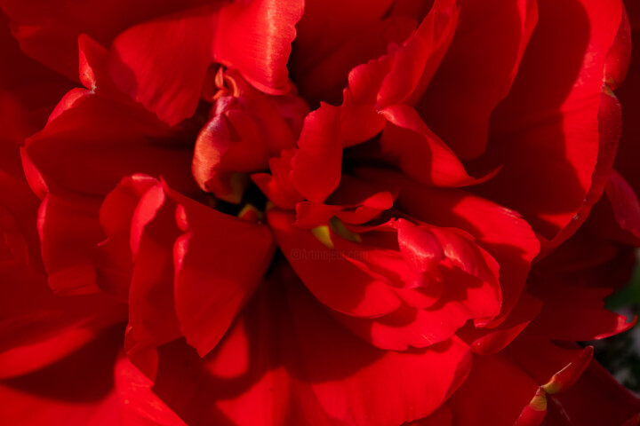 Photographie intitulée "Tulipe chiffonée" par Aurélien Comte, Œuvre d'art originale, Photographie numérique