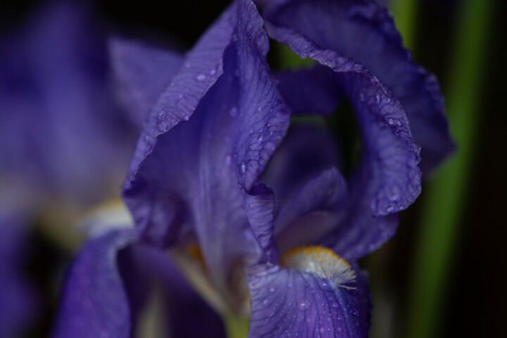 Photography titled "Iris Bleu" by Aurélien Comte, Original Artwork, Digital Photography