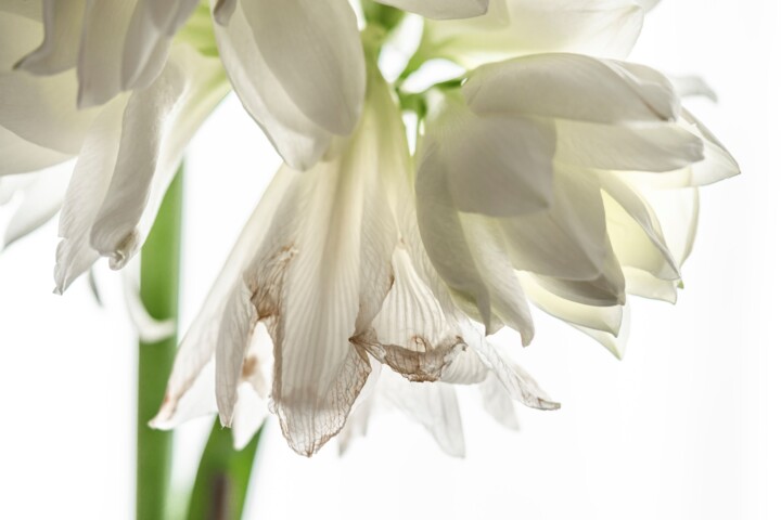 Photography titled "Amaryllis blanc" by Aurélien Comte, Original Artwork, Digital Photography