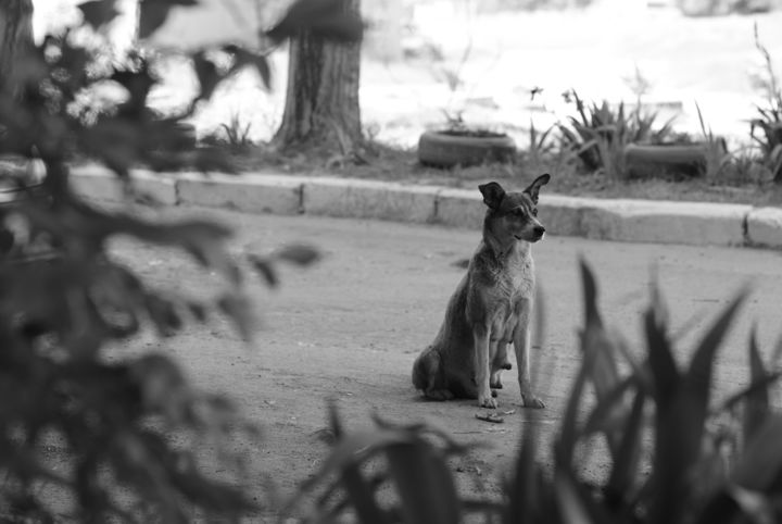 Photographie intitulée "Dog" par Svetlana Avalas, Œuvre d'art originale