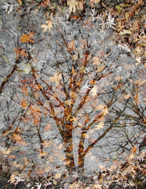 摄影 标题为“FOREST SERIES: "Dec…” 由Curtis H. Jones, 原创艺术品, 数码摄影 安装在木质担架架上