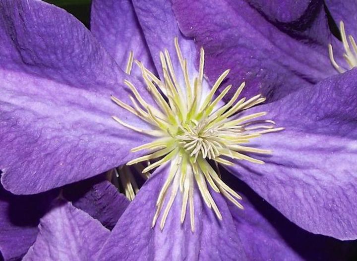 Fotografie getiteld "FLOWER VI: "Purple…" door Curtis H. Jones, Origineel Kunstwerk, Digitale fotografie Gemonteerd op Frame…