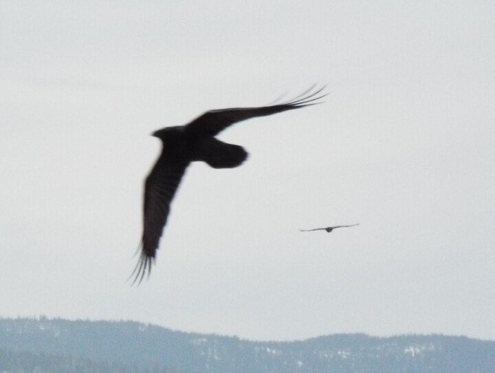 Photography titled "Two Ravens" by Curtis H. Jones, Original Artwork, Digital Photography