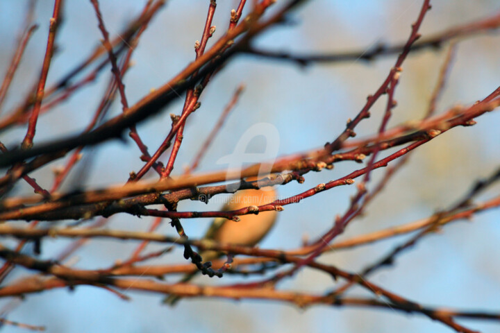 Photography titled "QUE LA NATURE EST B…" by Aventuriero, Original Artwork, Non Manipulated Photography