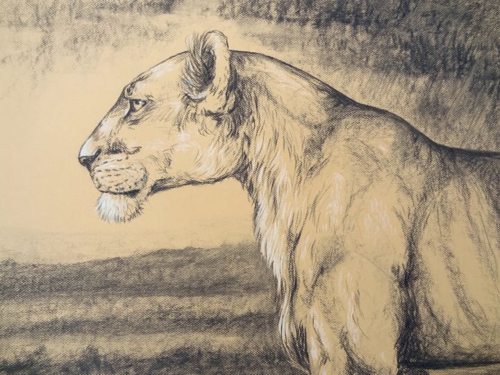 Drawing titled "Lionne de profil" by Axelle Costerousse, Original Artwork