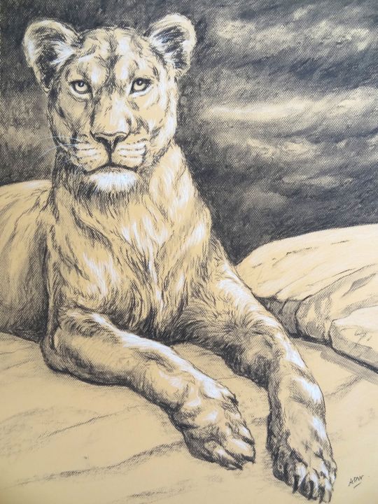 Drawing titled "lionne assise" by Axelle Costerousse, Original Artwork