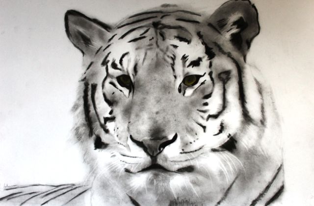 Dessin intitulée "tigre" par Aymeric Bordone, Œuvre d'art originale, Crayon