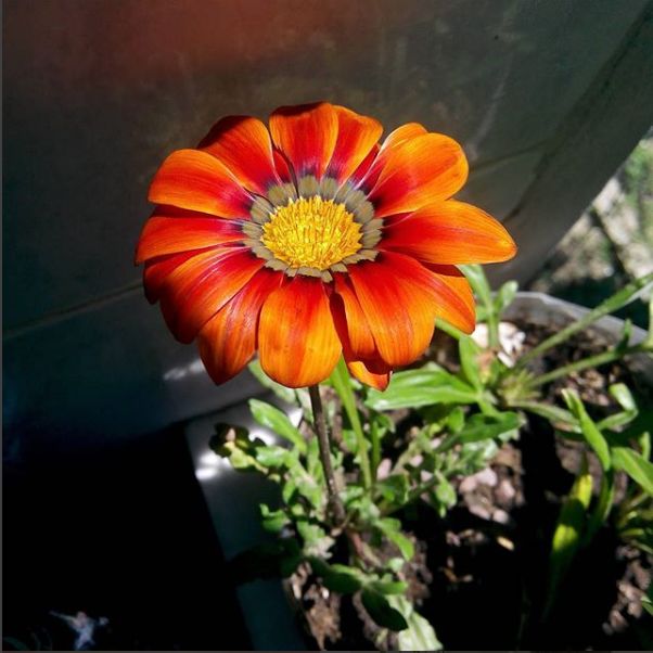 "flowerbyme.jpg" başlıklı Fotoğraf Ayşenur Ören tarafından, Orijinal sanat,