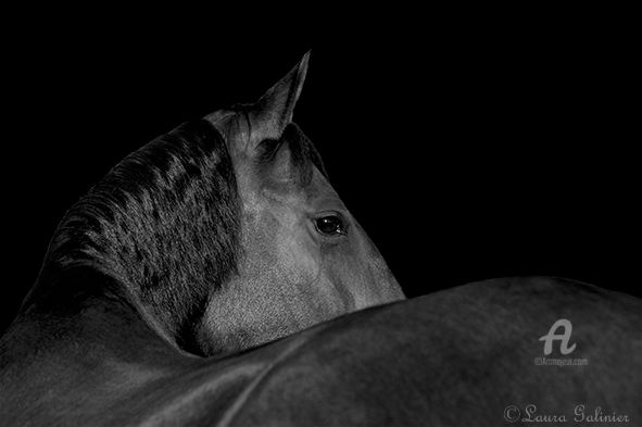 Photography titled "Horses 2" by Laura Galinier (Azalé Photo), Original Artwork