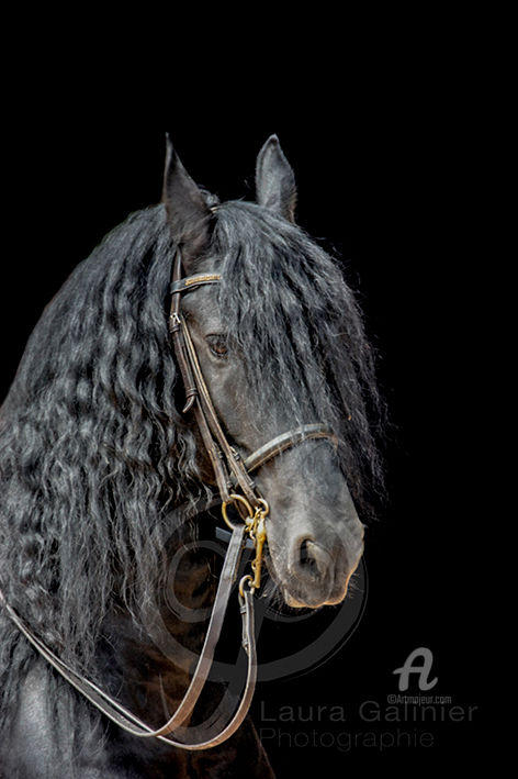 Photography titled "Horses 8" by Laura Galinier (Azalé Photo), Original Artwork