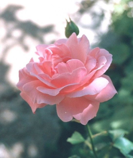 Fotografia intitulada "rose" por Brahem Azouani, Obras de arte originais