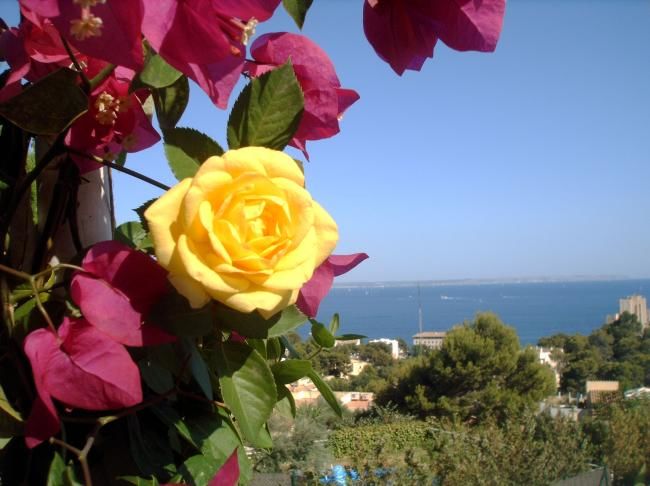 Fotografía titulada "BUGANVILLA Y ROSA A…" por Mary Carmen Diez Colorado, Obra de arte original