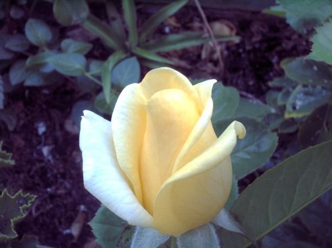 Photography titled "ROSA AMARILLO PALID…" by Mary Carmen Diez Colorado, Original Artwork