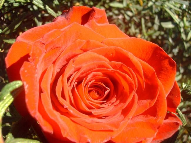 Fotografía titulada "ROSA ROJA." por Mary Carmen Diez Colorado, Obra de arte original