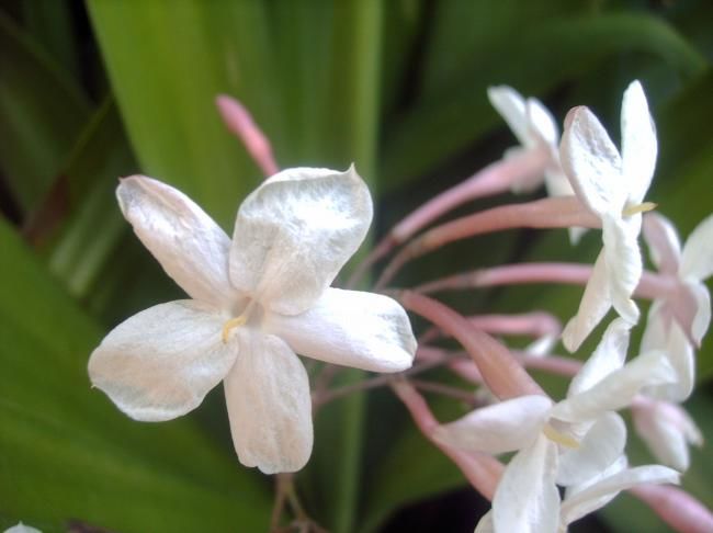 Fotografia zatytułowany „JAZMINES.” autorstwa Mary Carmen Diez Colorado, Oryginalna praca