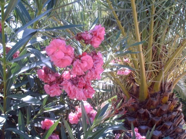 Fotografía titulada "PALMERA Y FLORES." por Mary Carmen Diez Colorado, Obra de arte original