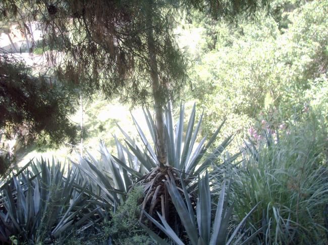 Fotografie getiteld "JARDIN VERDE." door Mary Carmen Diez Colorado, Origineel Kunstwerk