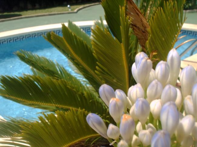 Fotografía titulada "JARDIN PALMERA Y FL…" por Mary Carmen Diez Colorado, Obra de arte original