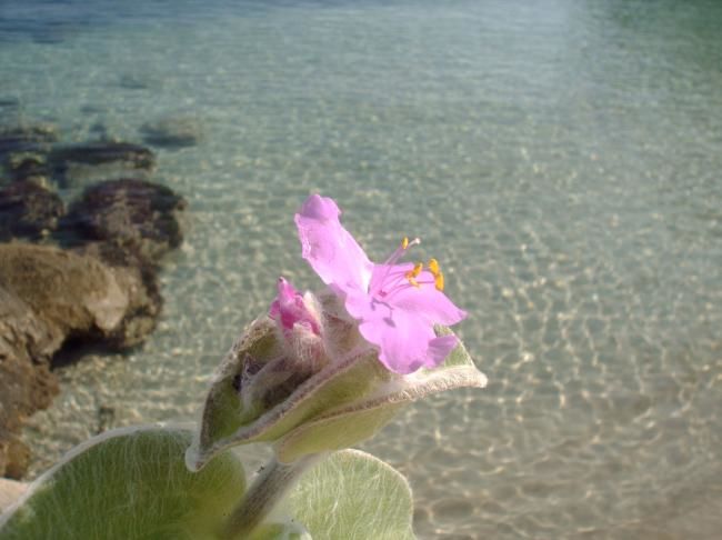 Fotografía titulada "PLAYA Y FLOR" por Mary Carmen Diez Colorado, Obra de arte original