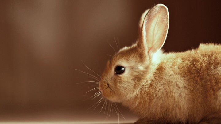 Photography titled "Cute Rabbit" by Babbalkumar (weblink-babbalkumar), Original Artwork
