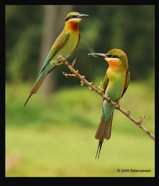 Photography titled "Bush Chat Female" by Balamahesh P, Original Artwork